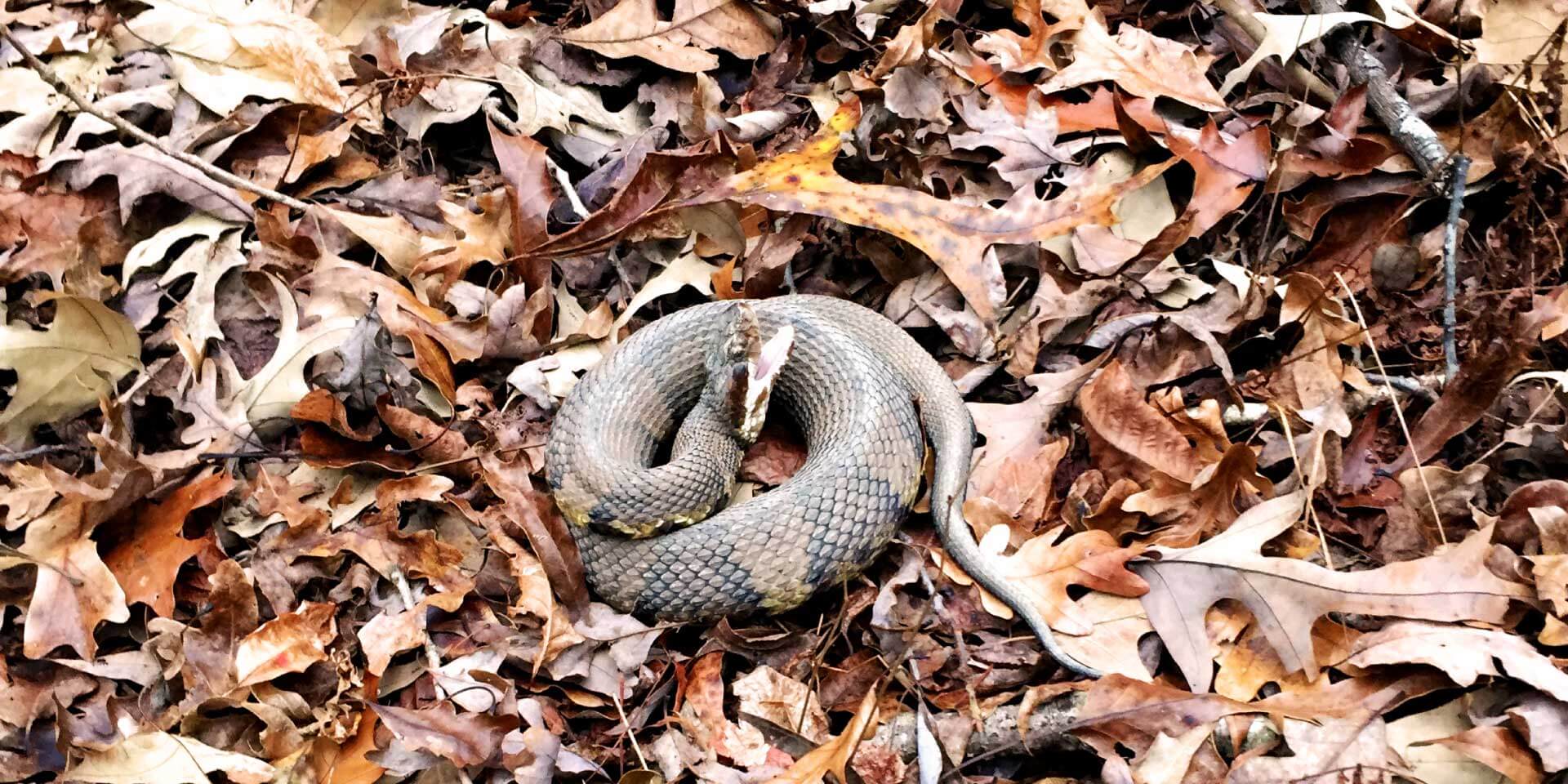 eastern cottonmouth on leaves