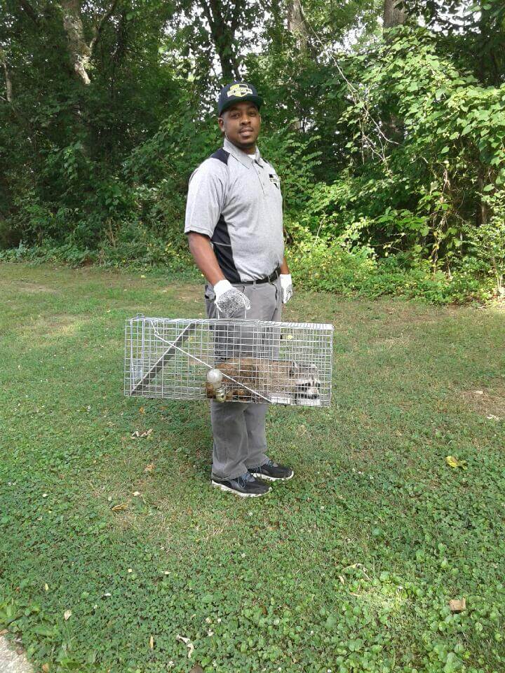 James captured a raccoon and removed this pest in washington DC